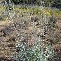 salvia apiana